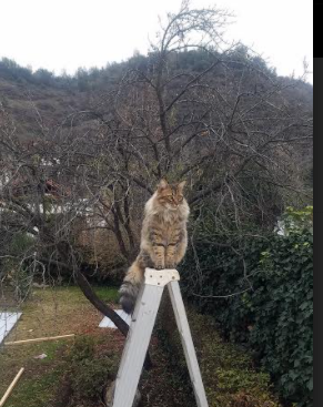 克莱·汤普森,骑士时代的无声主宰,横扫篮网的隐形引擎